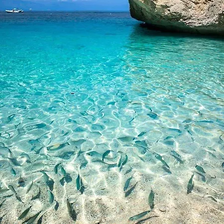 Con Barbecue 巴里萨尔多